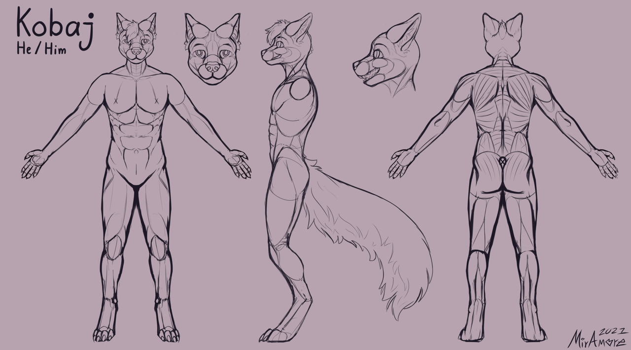 Kobaj reference that shows his muscle structure.