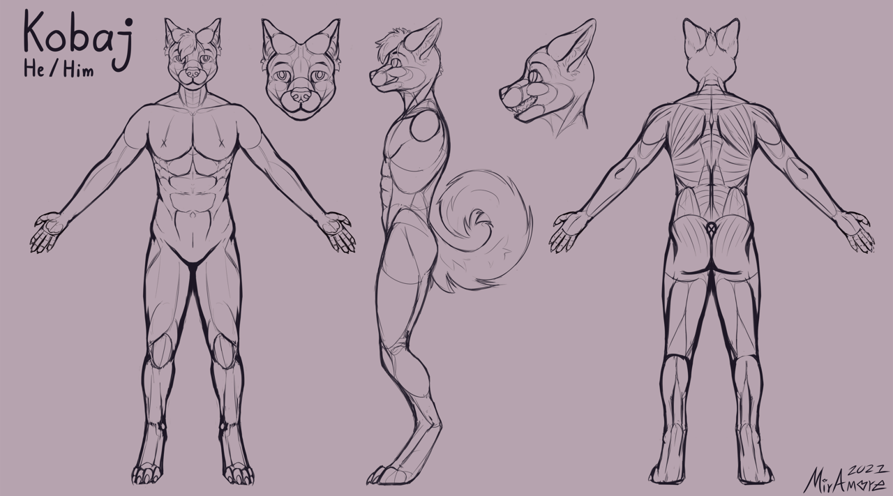 Kobaj reference that shows his muscle structure.